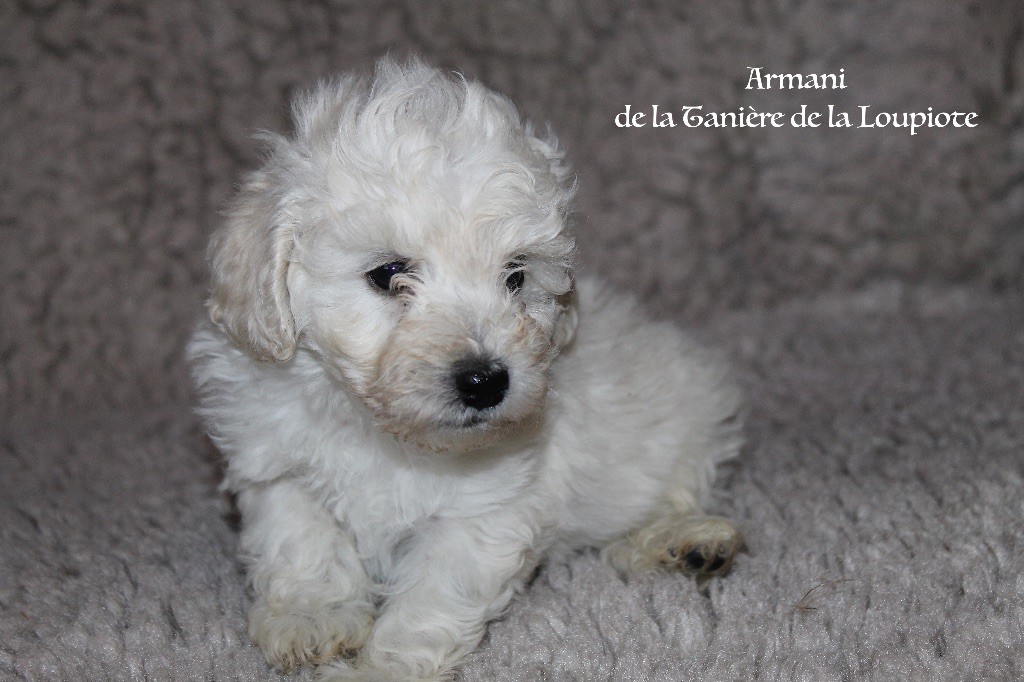 De La Tanière De La Loupiote - Chiots disponibles - Caniche