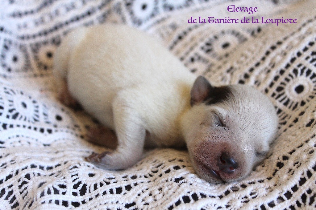 De La Tanière De La Loupiote - Chiots disponibles - Bouvier australien