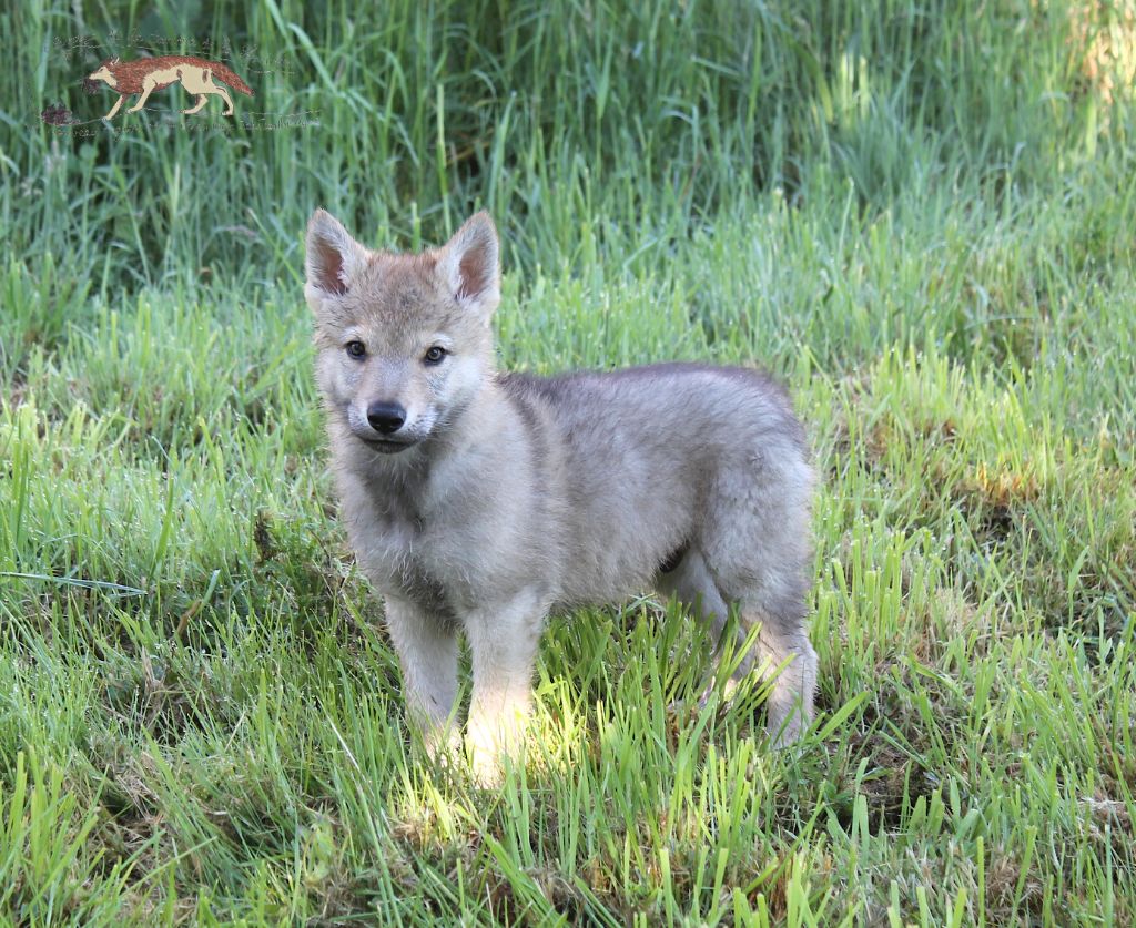 De La Tanière De La Loupiote - Chien-loup tchecoslovaque - Portée née le 26/03/2025