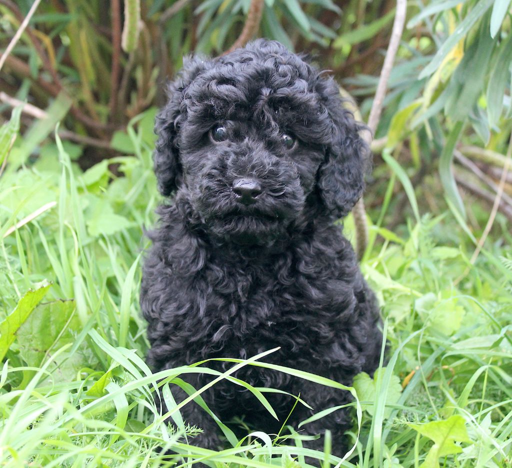 De La Tanière De La Loupiote - Chiots disponibles - Caniche