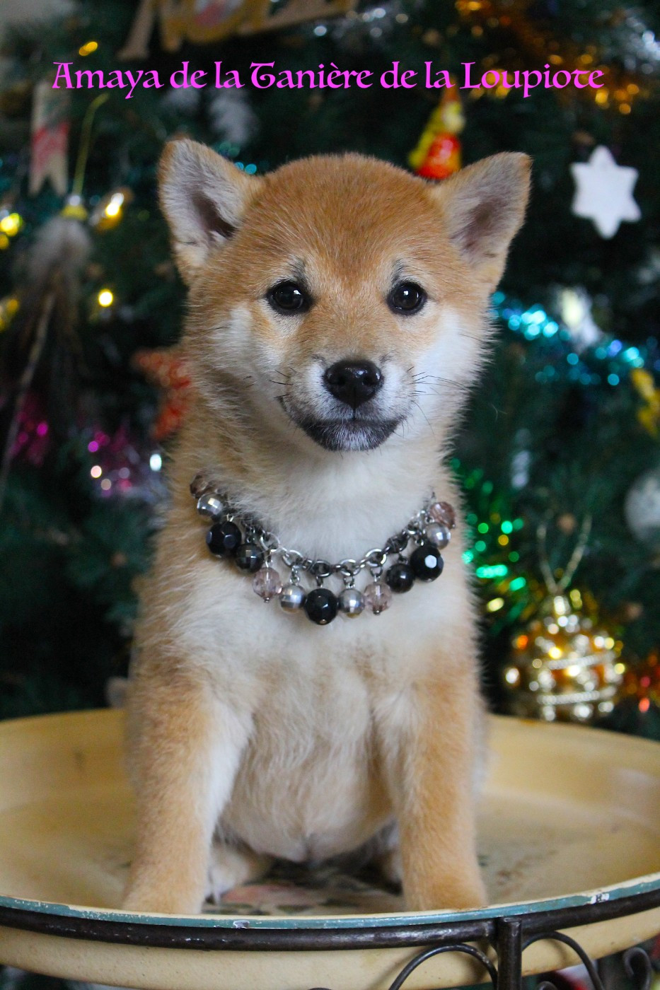 De La Tanière De La Loupiote - Shiba - Portée née le 04/09/2025