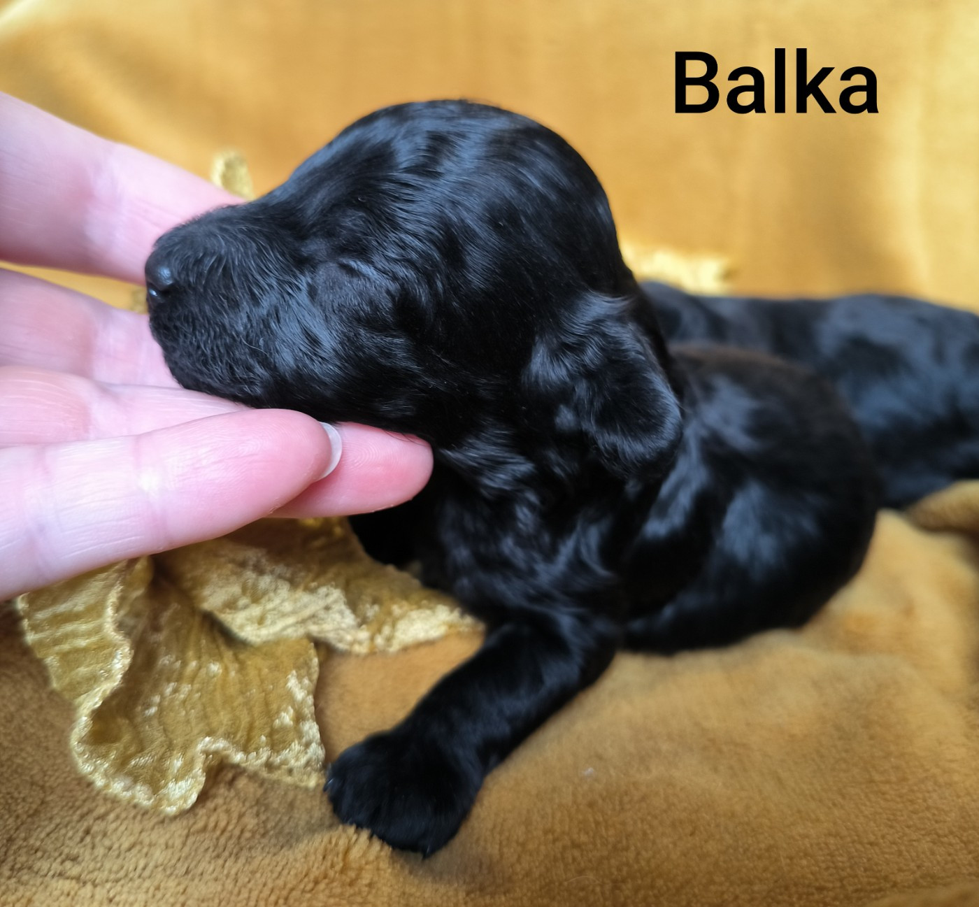 De La Tanière De La Loupiote - Chiots disponibles - Caniche