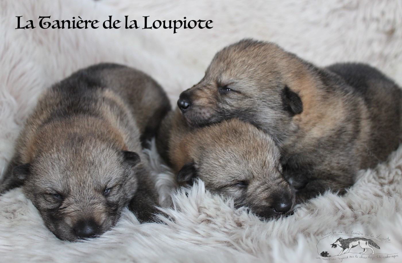 De La Tanière De La Loupiote - Chiots disponibles - Chien-loup tchecoslovaque