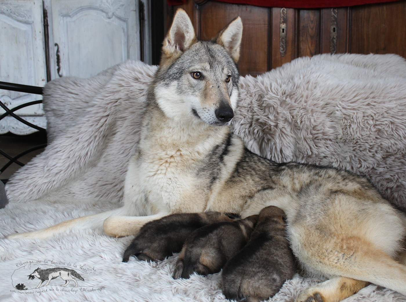 Chiot Chien-loup tchecoslovaque De La Tanière De La Loupiote