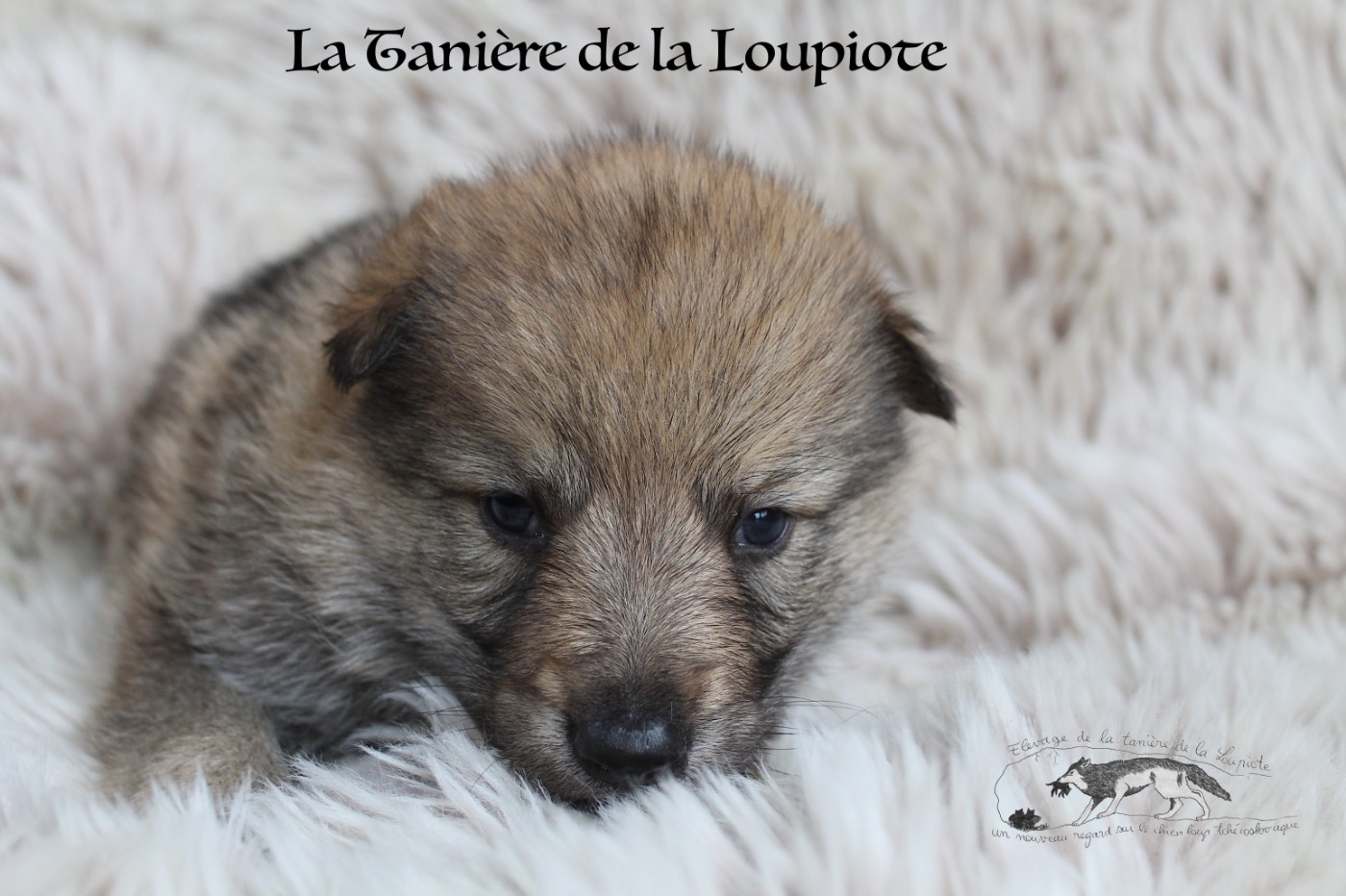 De La Tanière De La Loupiote - Chiots disponibles - Chien-loup tchecoslovaque