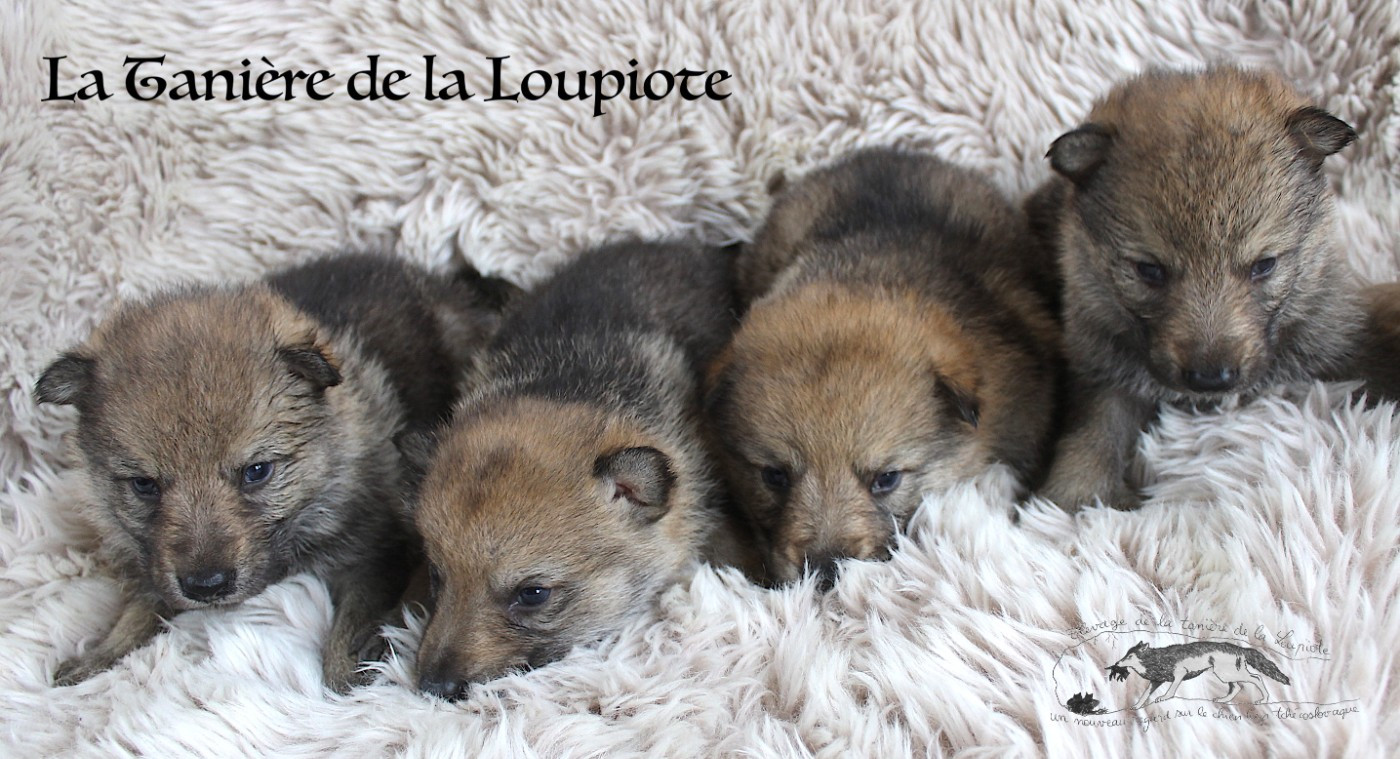 Chiot Chien-loup tchecoslovaque De La Tanière De La Loupiote