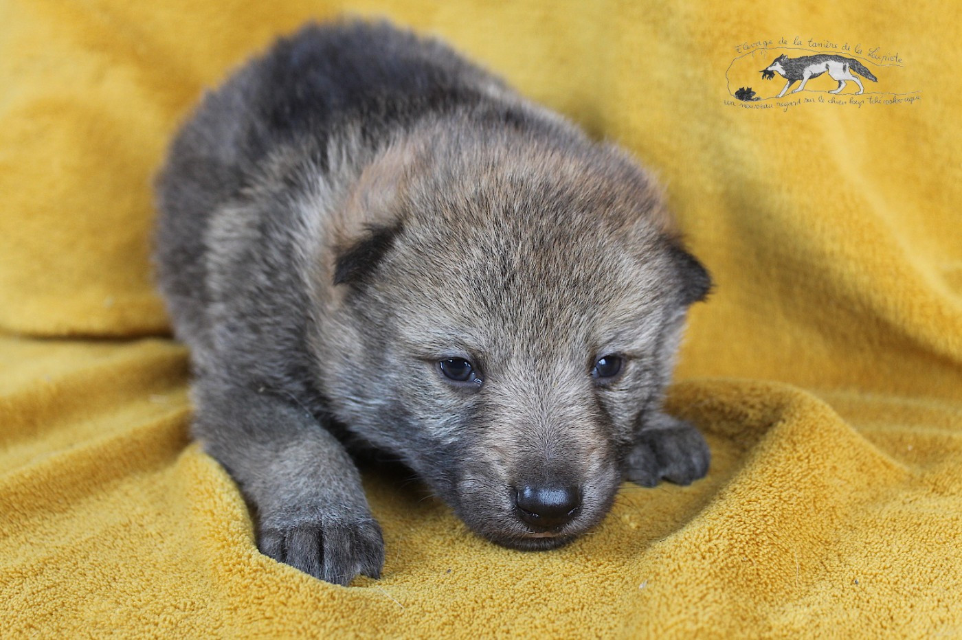 De La Tanière De La Loupiote - Chiots disponibles - Chien-loup tchecoslovaque