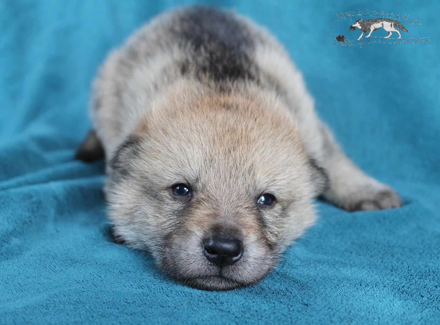 De La Tanière De La Loupiote - Chiots disponibles - Chien-loup tchecoslovaque