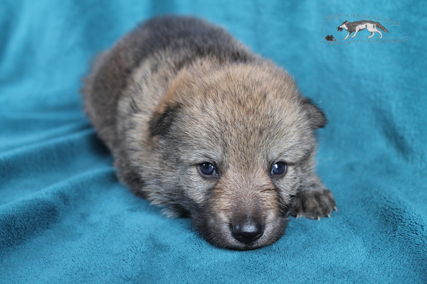 De La Tanière De La Loupiote - Chiots disponibles - Chien-loup tchecoslovaque