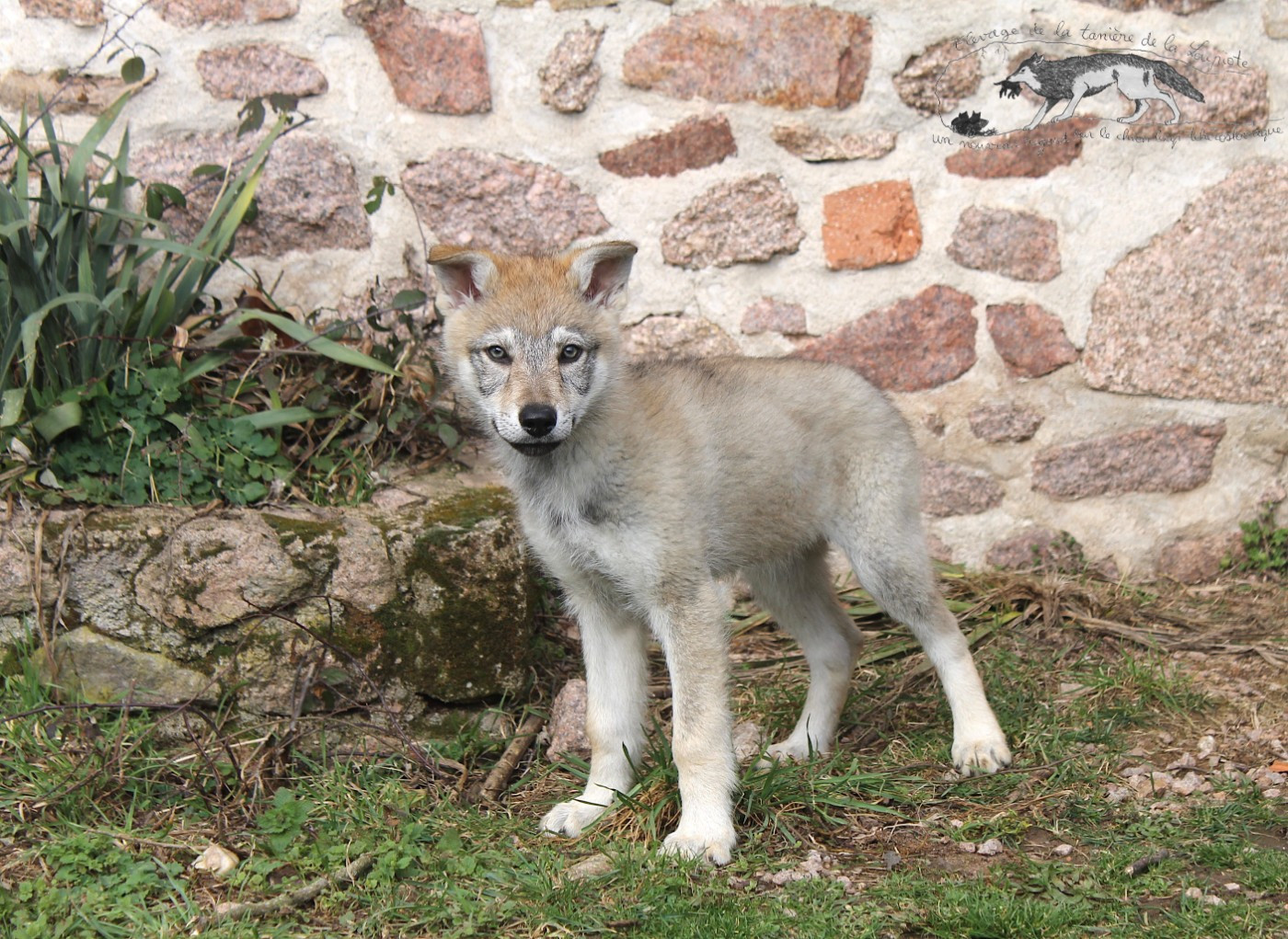 Chiot Chien-loup tchecoslovaque De La Tanière De La Loupiote