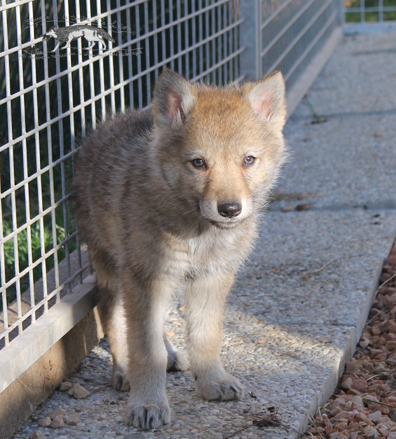 De La Tanière De La Loupiote - Chiots disponibles - Chien-loup tchecoslovaque