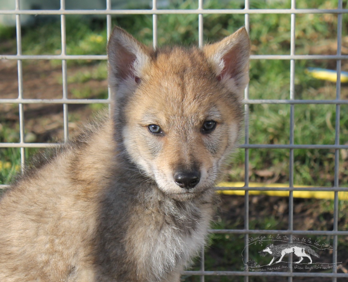 De La Tanière De La Loupiote - Chiots disponibles - Chien-loup tchecoslovaque