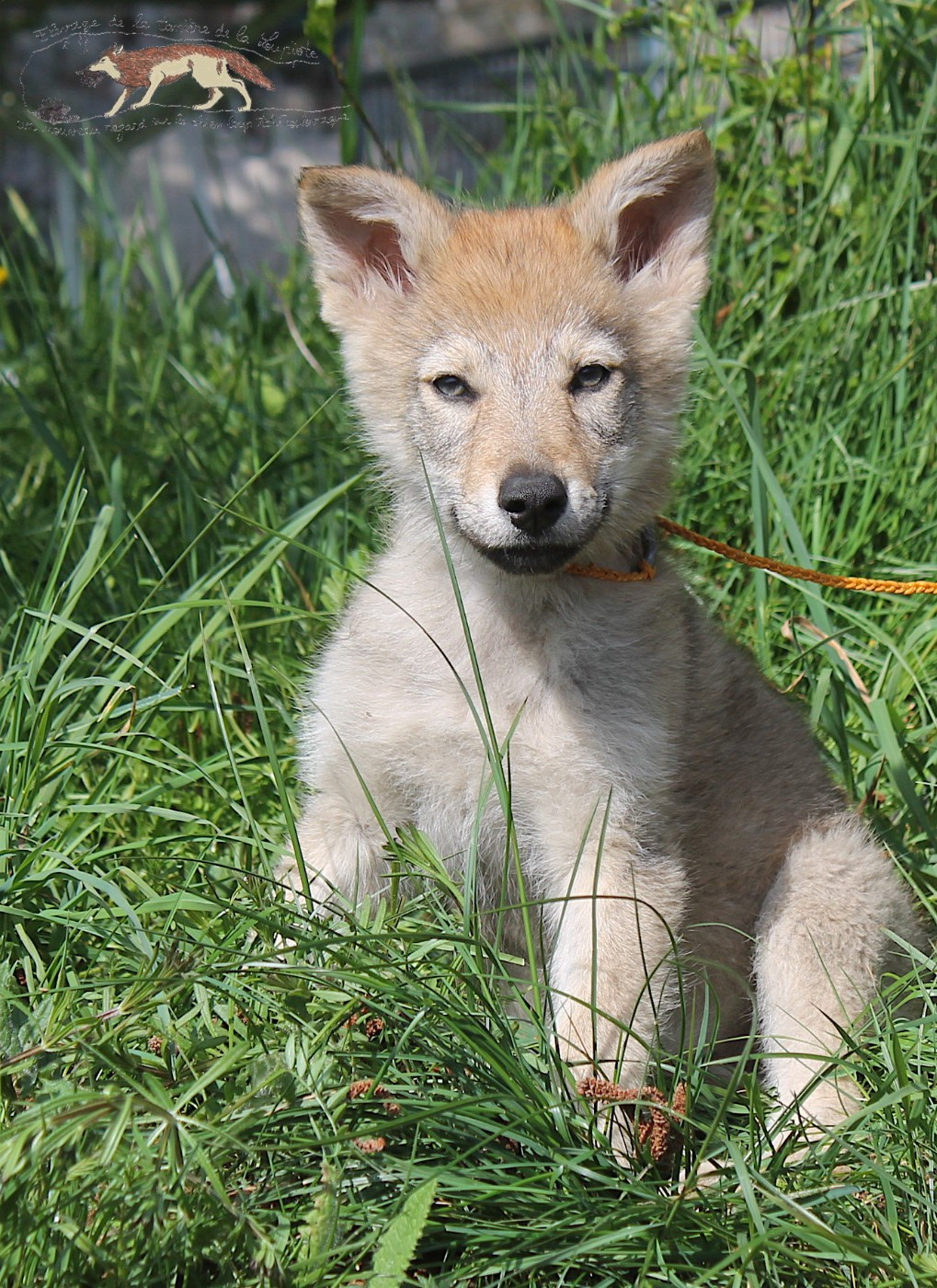 De La Tanière De La Loupiote - Chiots disponibles - Chien-loup tchecoslovaque