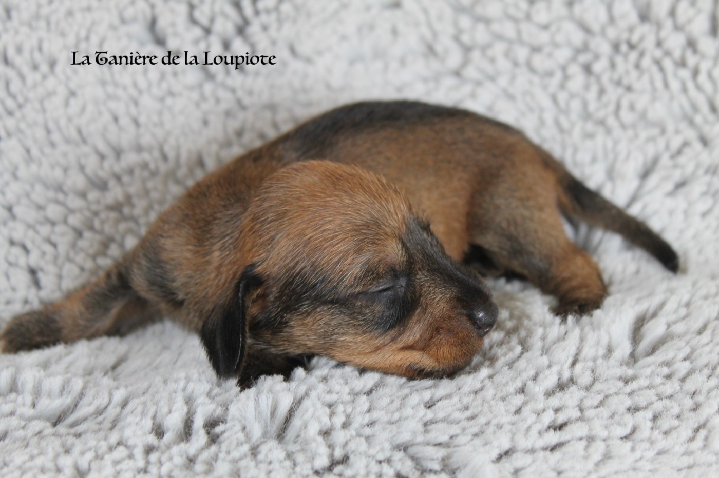 De La Tanière De La Loupiote - Chiots disponibles - Teckel poil dur