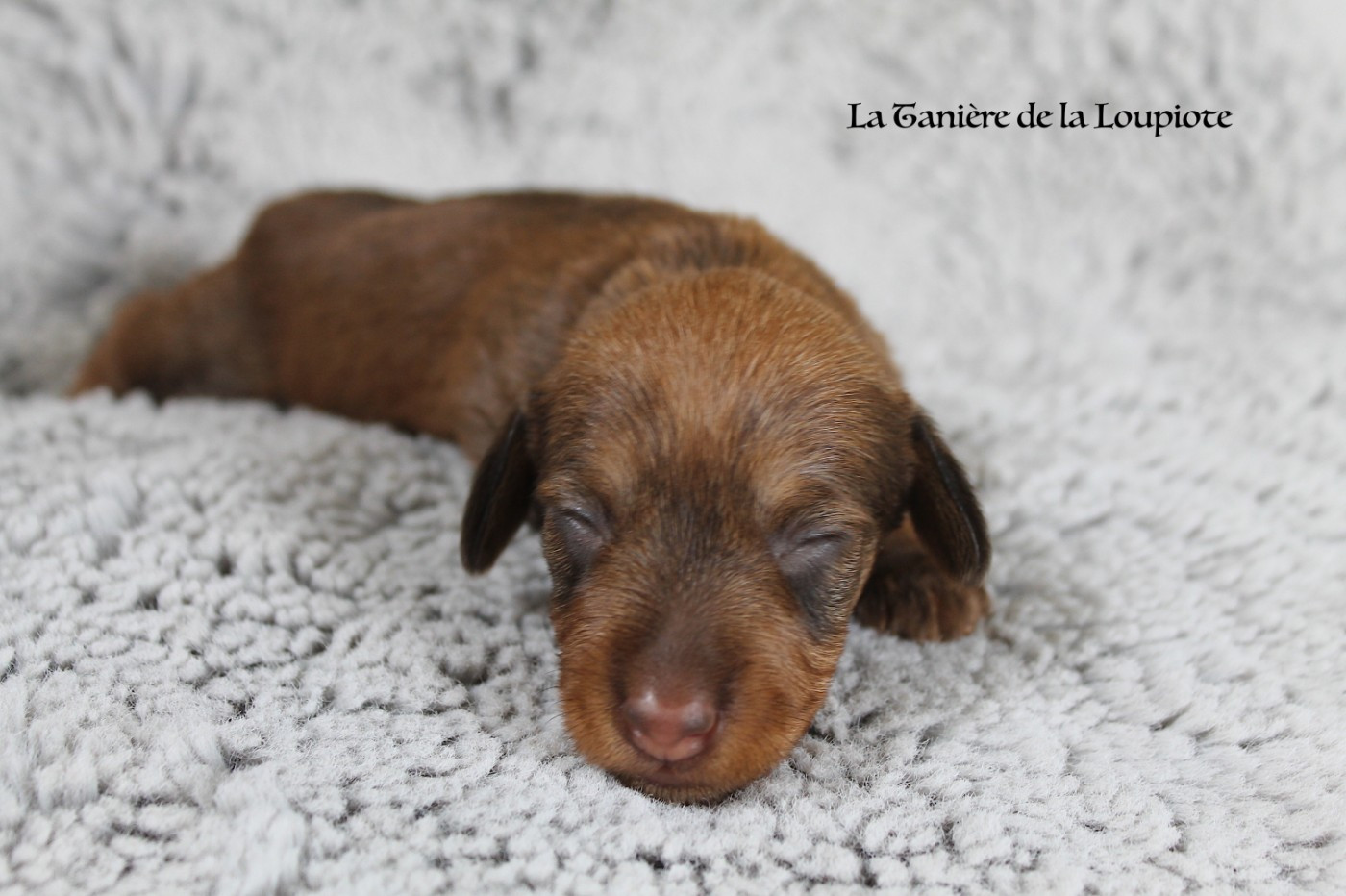 Chiot Teckel poil dur De La Tanière De La Loupiote