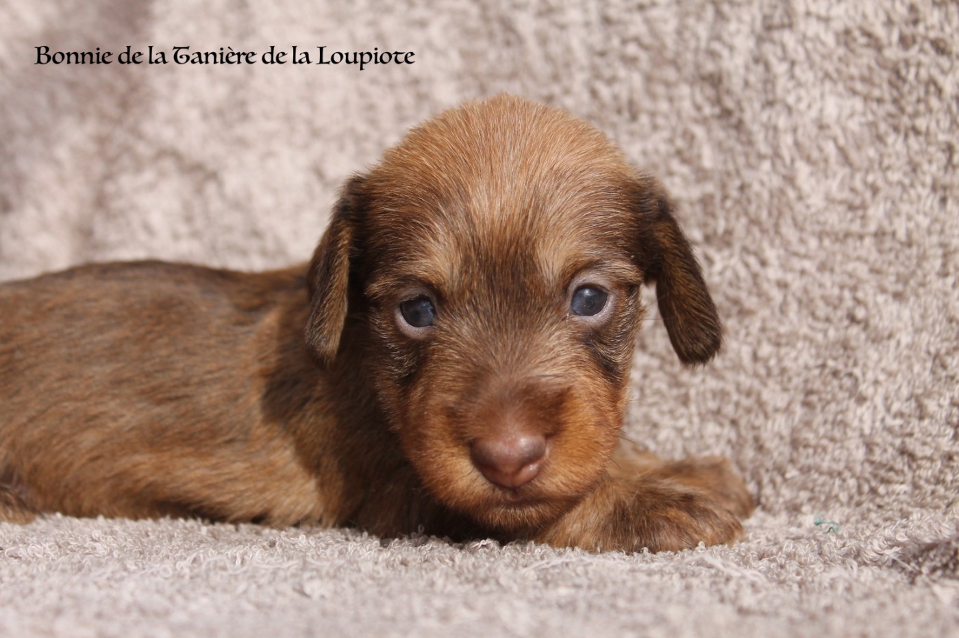 De La Tanière De La Loupiote - Chiots disponibles - Teckel poil dur
