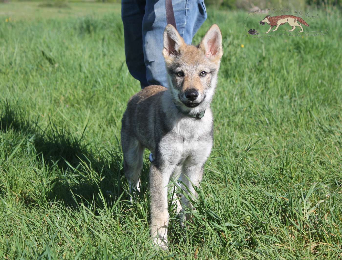 De La Tanière De La Loupiote - Chiots disponibles - Chien-loup tchecoslovaque