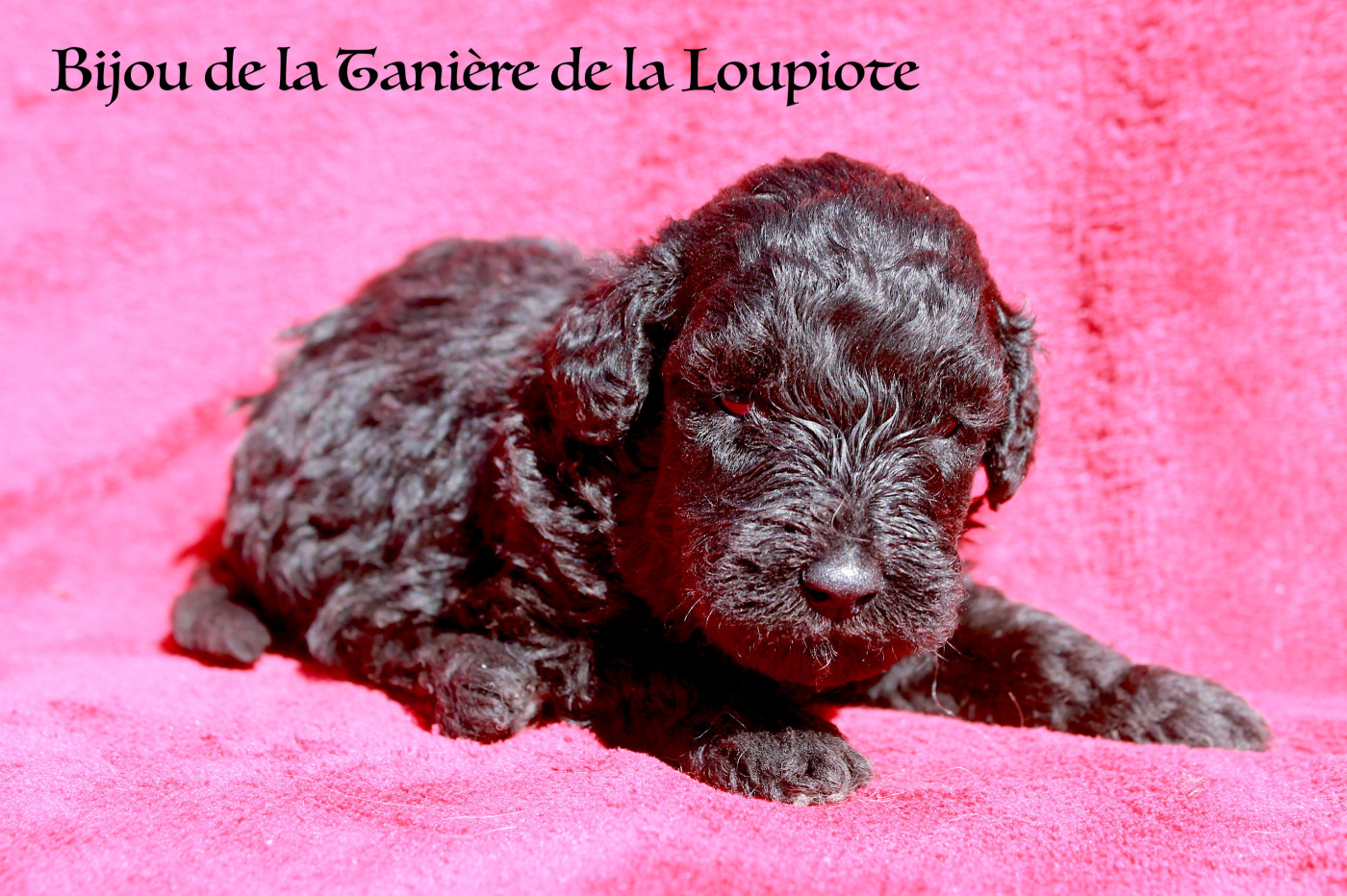 De La Tanière De La Loupiote - Chiots disponibles - Caniche