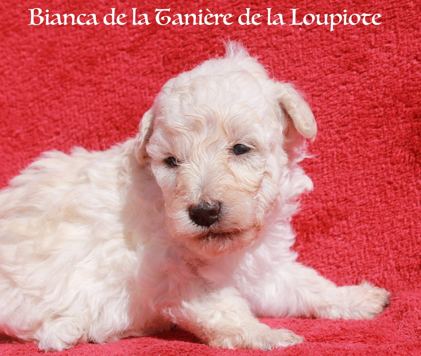 Chiot Caniche De La Tanière De La Loupiote