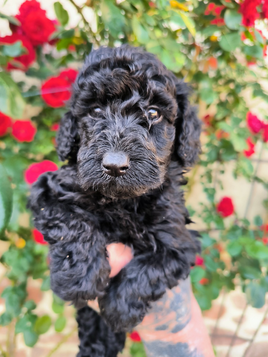 De La Tanière De La Loupiote - Chiots disponibles - Caniche