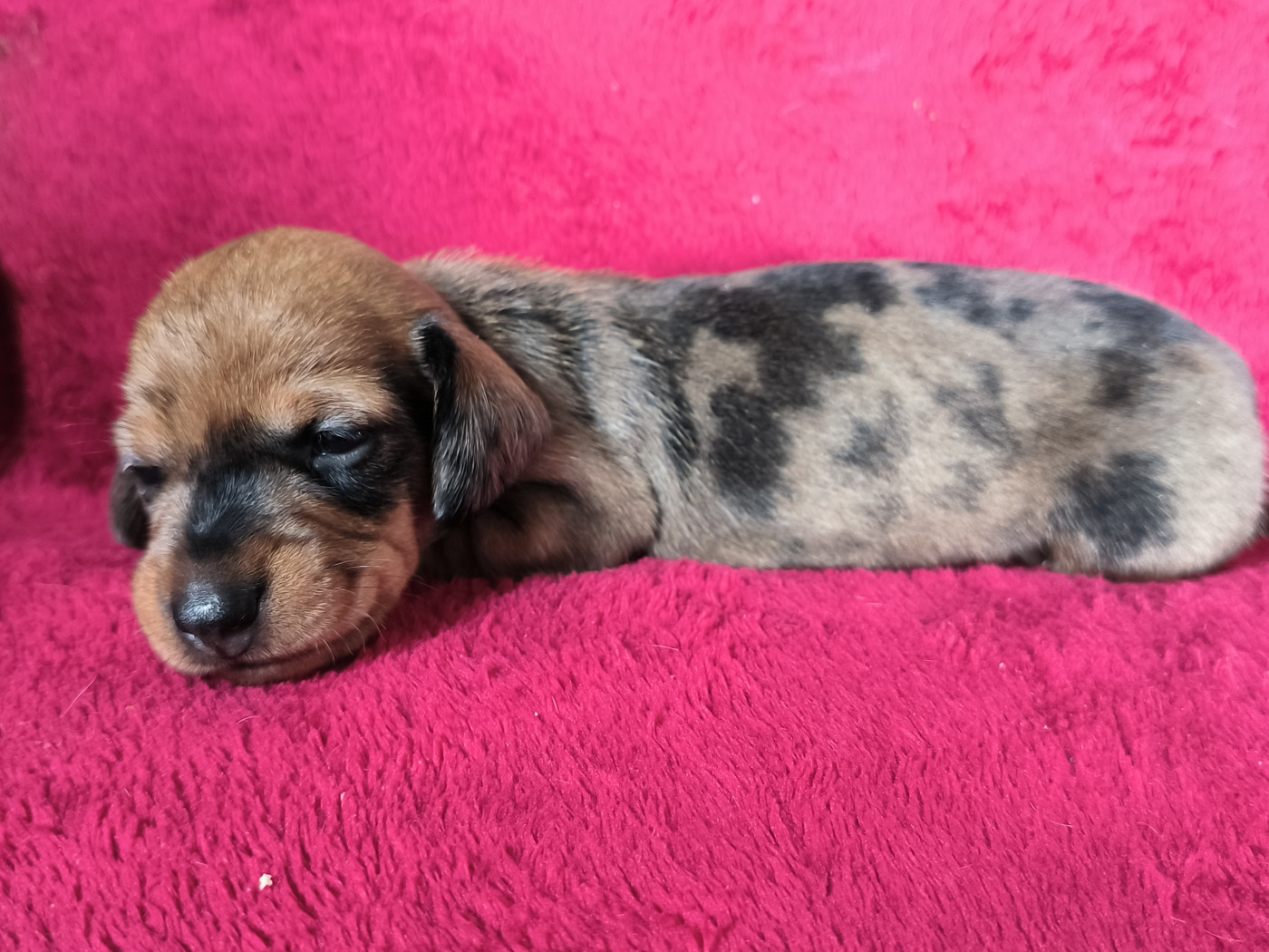 De La Tanière De La Loupiote - Chiots disponibles - Teckel poil dur