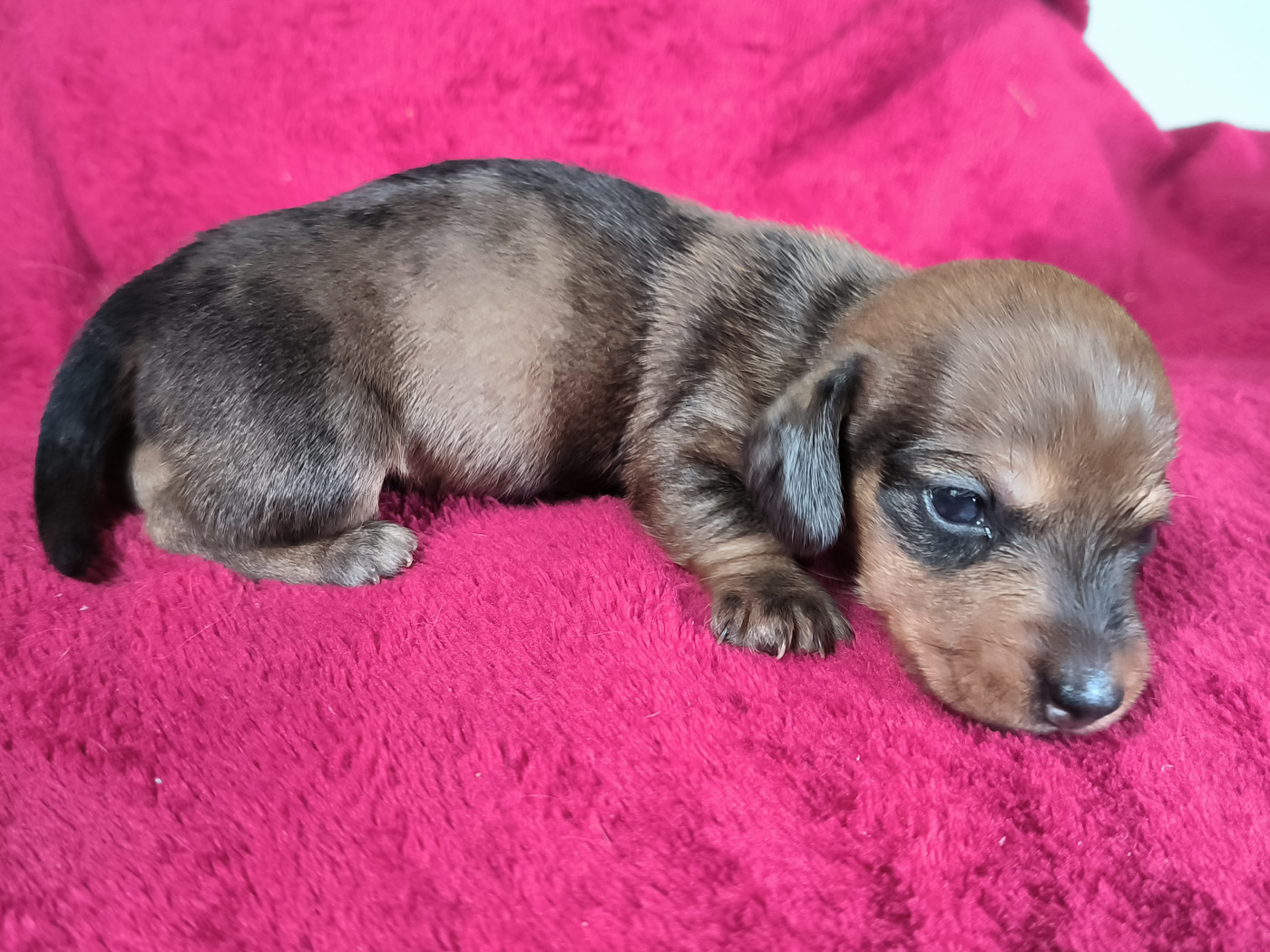 De La Tanière De La Loupiote - Chiots disponibles - Teckel poil dur