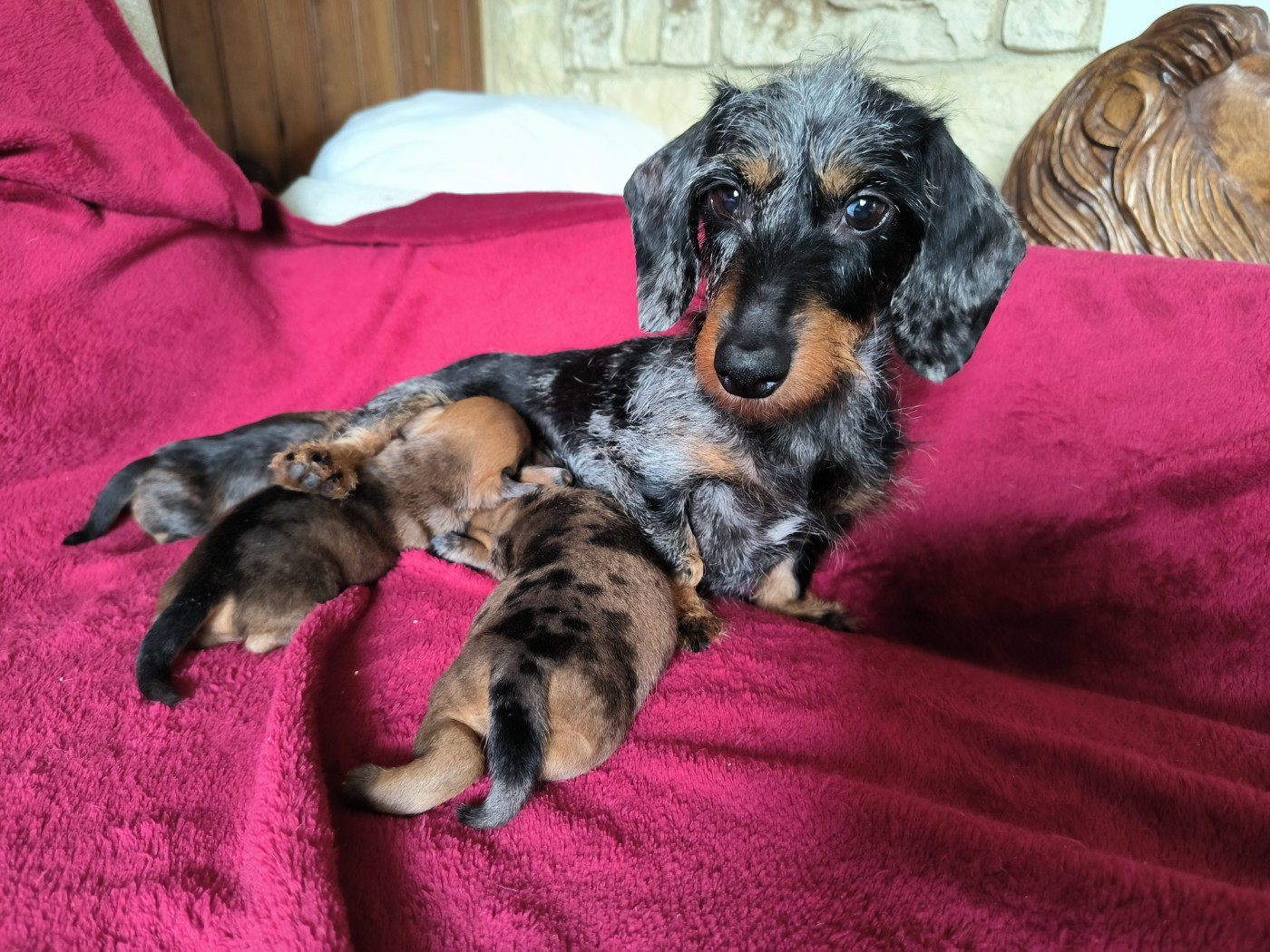 Chiot Teckel poil dur De La Tanière De La Loupiote