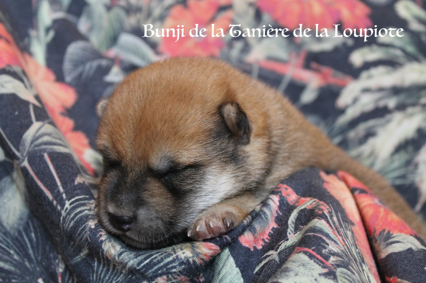 De La Tanière De La Loupiote - Chiots disponibles - Shiba