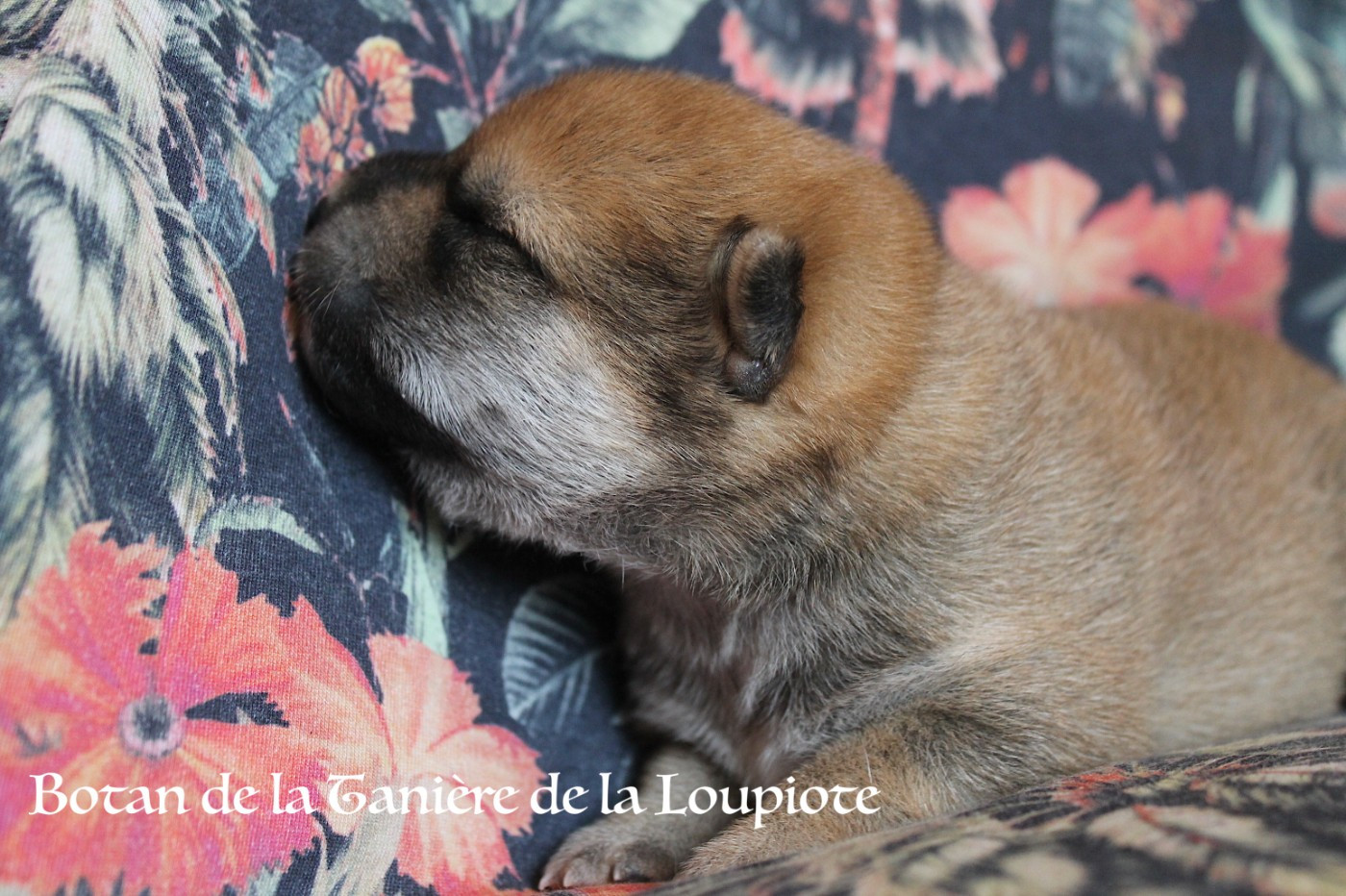 De La Tanière De La Loupiote - Chiots disponibles - Shiba