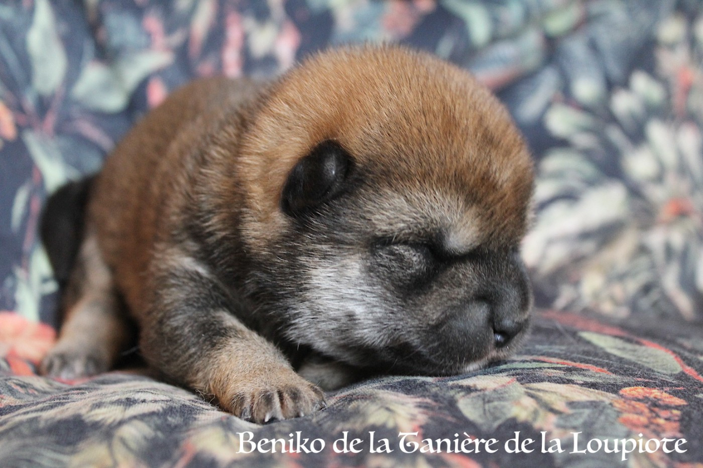 De La Tanière De La Loupiote - Chiots disponibles - Shiba