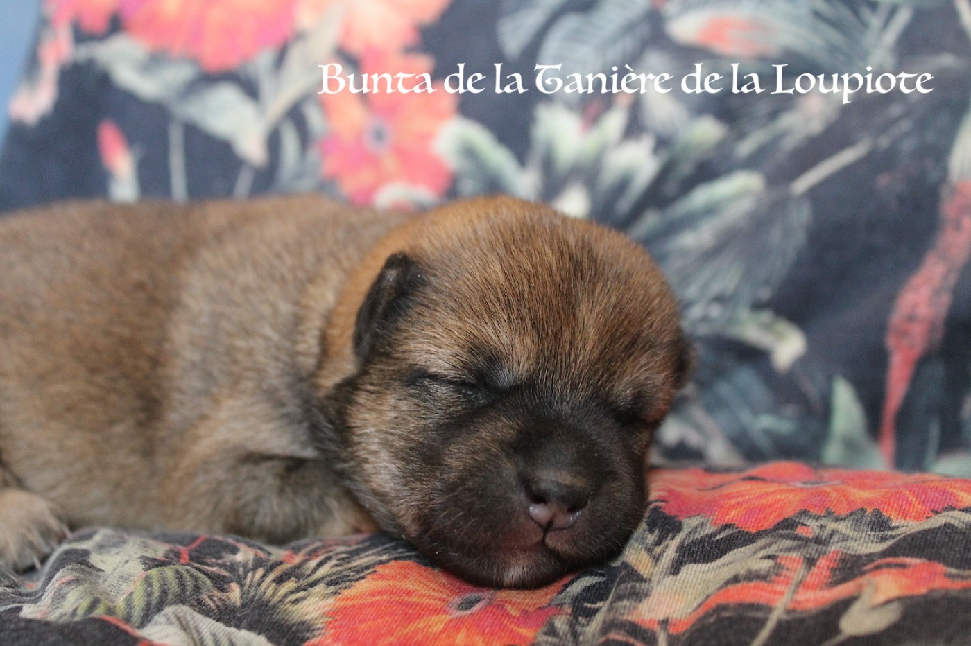 De La Tanière De La Loupiote - Chiots disponibles - Shiba