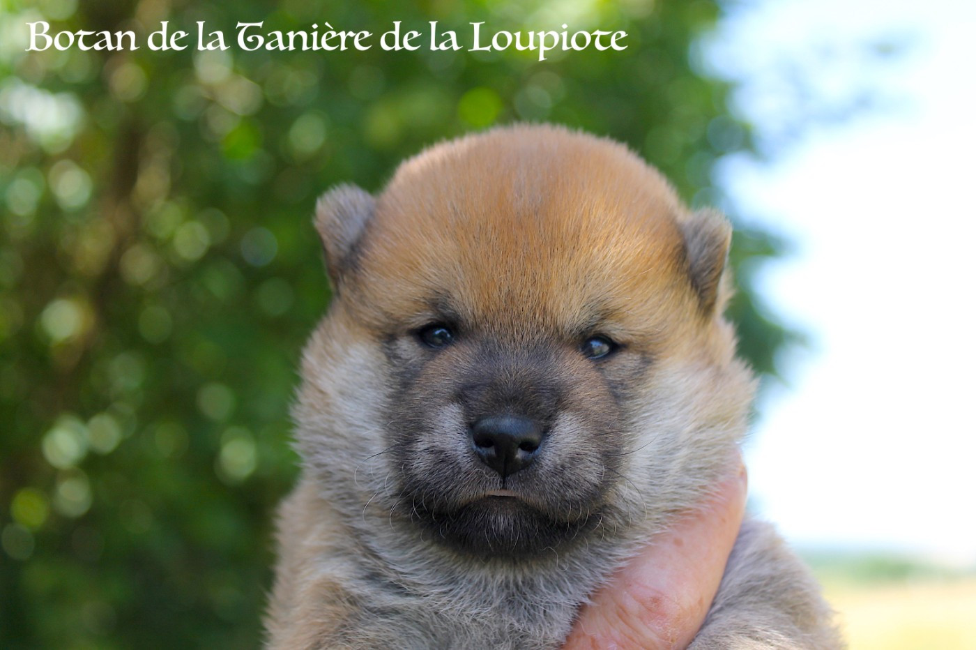 De La Tanière De La Loupiote - Chiots disponibles - Shiba