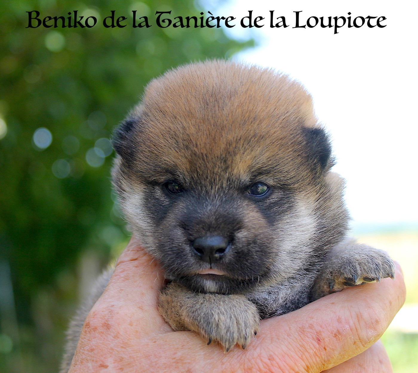 De La Tanière De La Loupiote - Chiots disponibles - Shiba