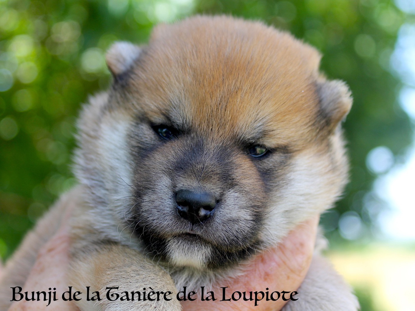De La Tanière De La Loupiote - Chiots disponibles - Shiba