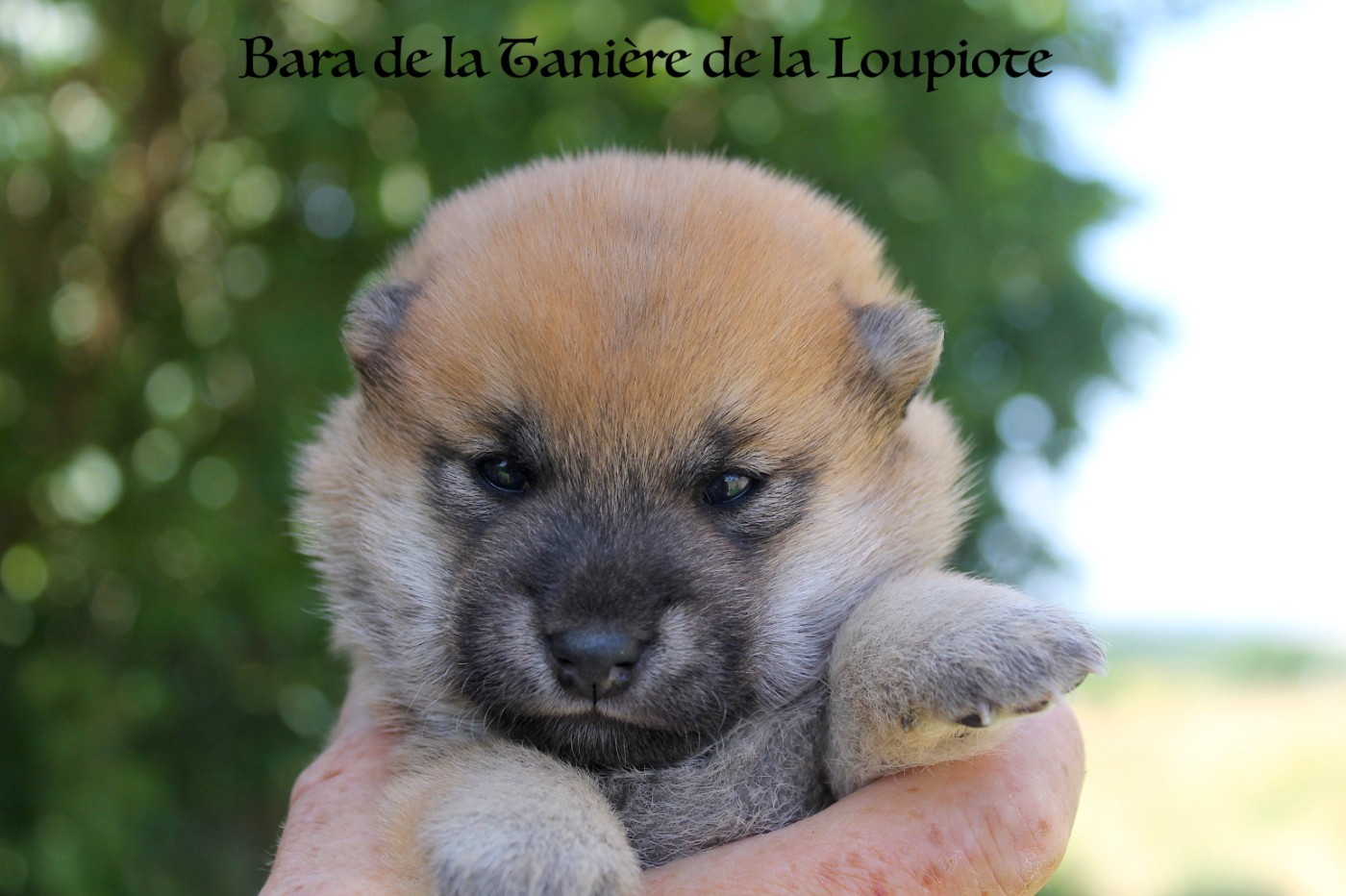 De La Tanière De La Loupiote - Chiots disponibles - Shiba