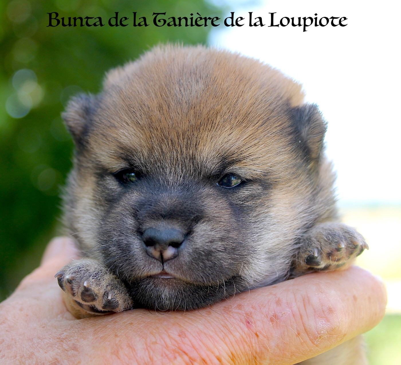 De La Tanière De La Loupiote - Chiots disponibles - Shiba
