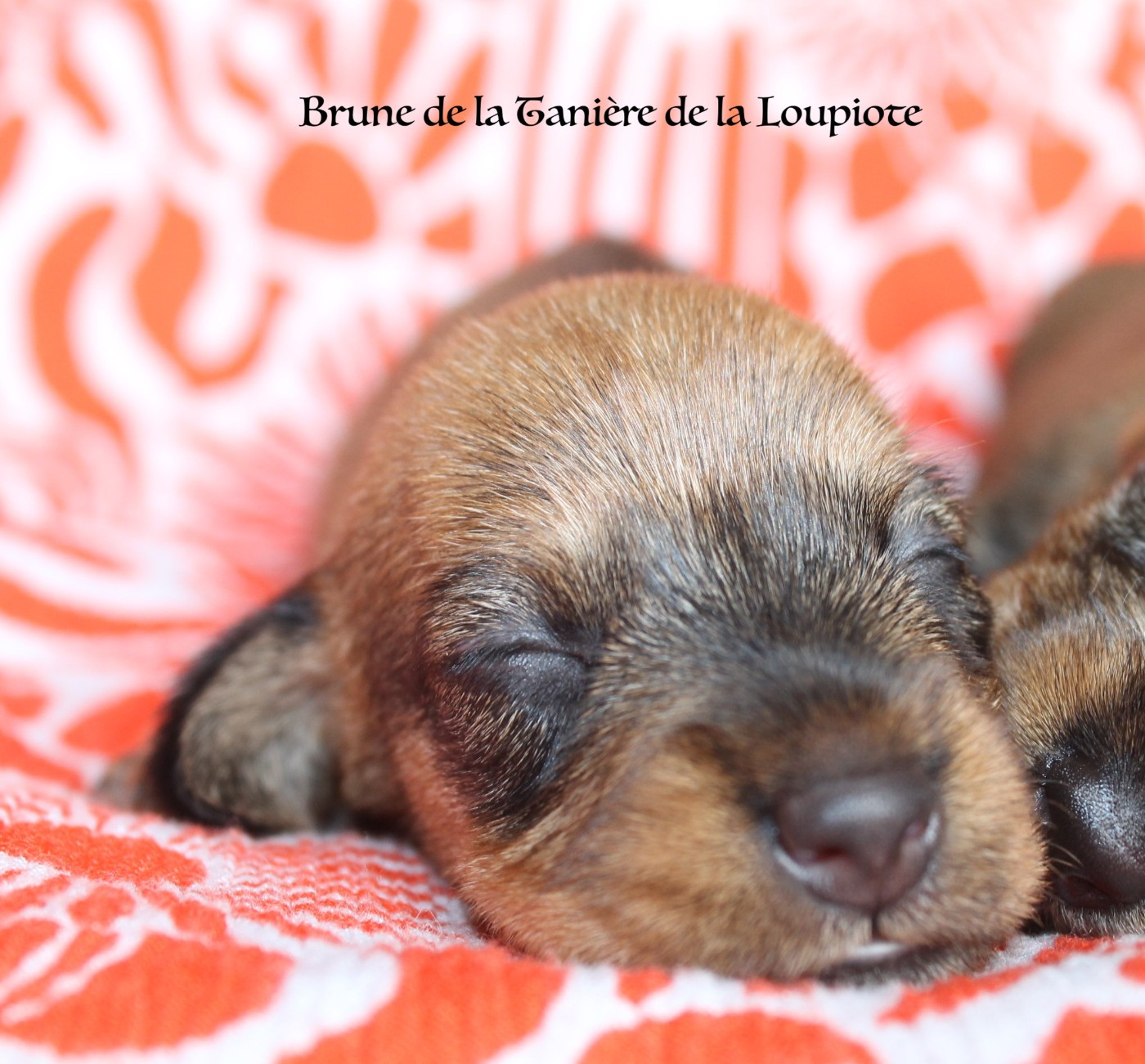 De La Tanière De La Loupiote - Chiots disponibles - Teckel poil dur