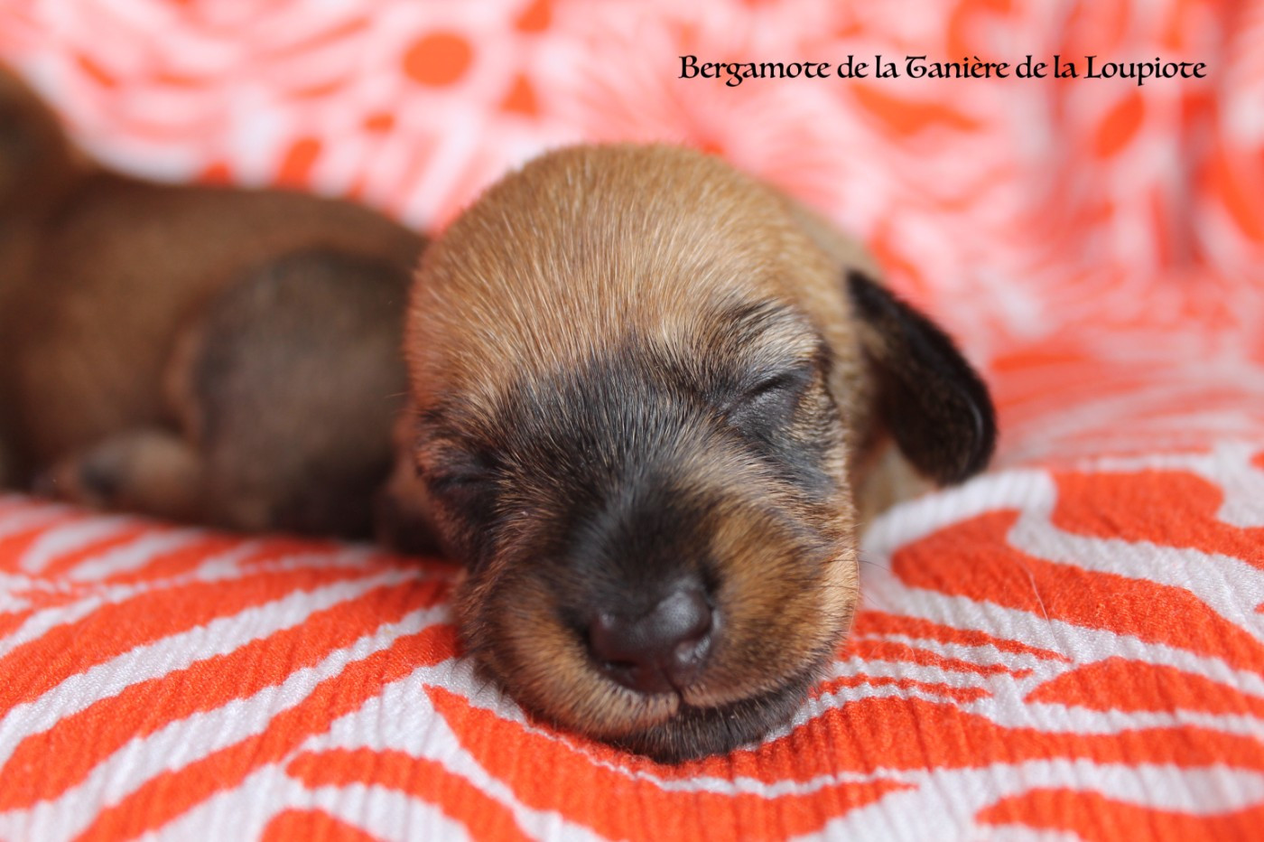 De La Tanière De La Loupiote - Chiots disponibles - Teckel poil dur
