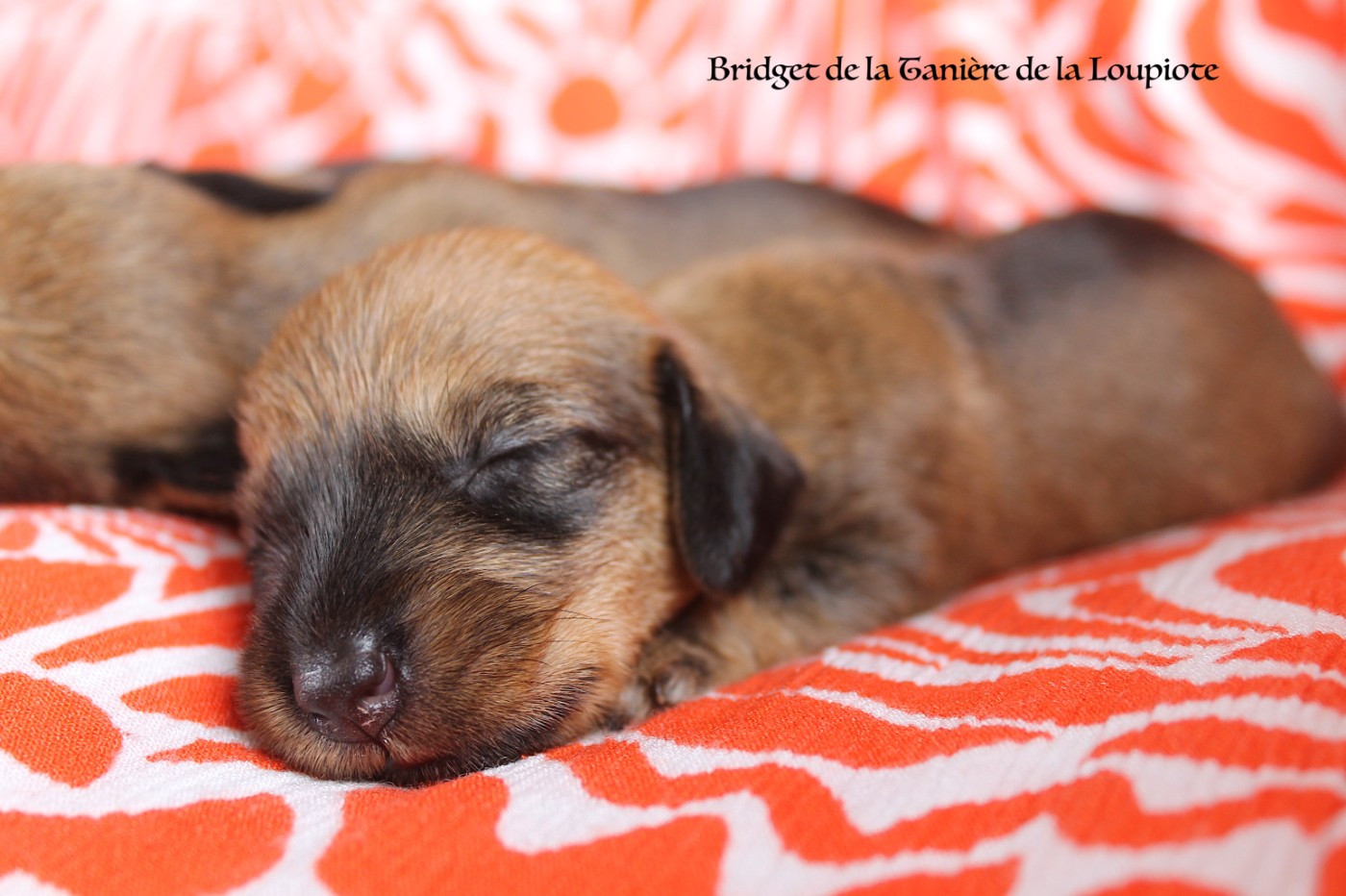 De La Tanière De La Loupiote - Chiots disponibles - Teckel poil dur