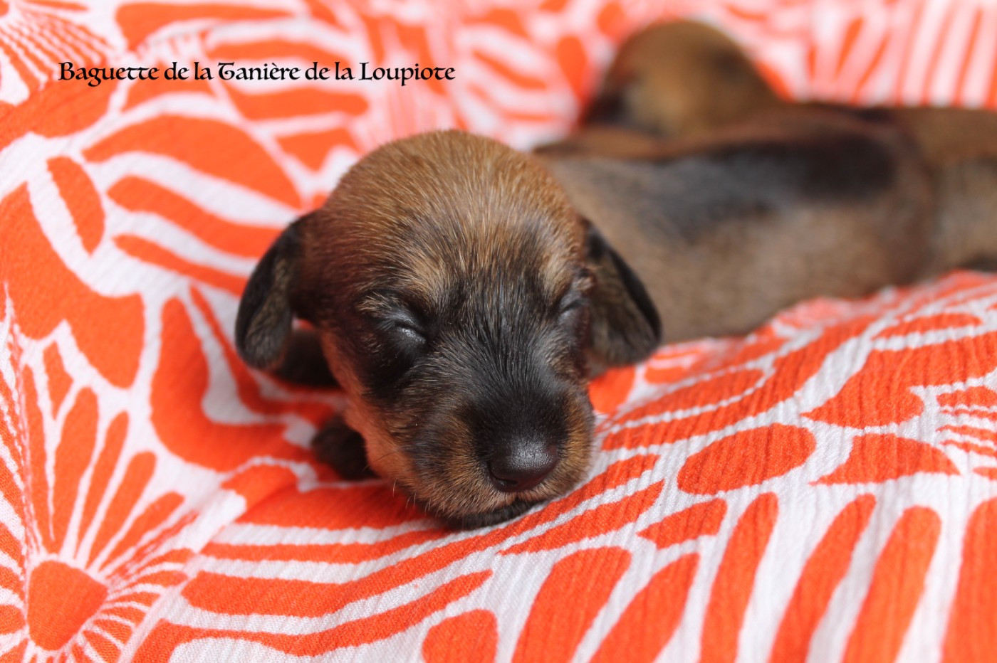 De La Tanière De La Loupiote - Chiots disponibles - Teckel poil dur