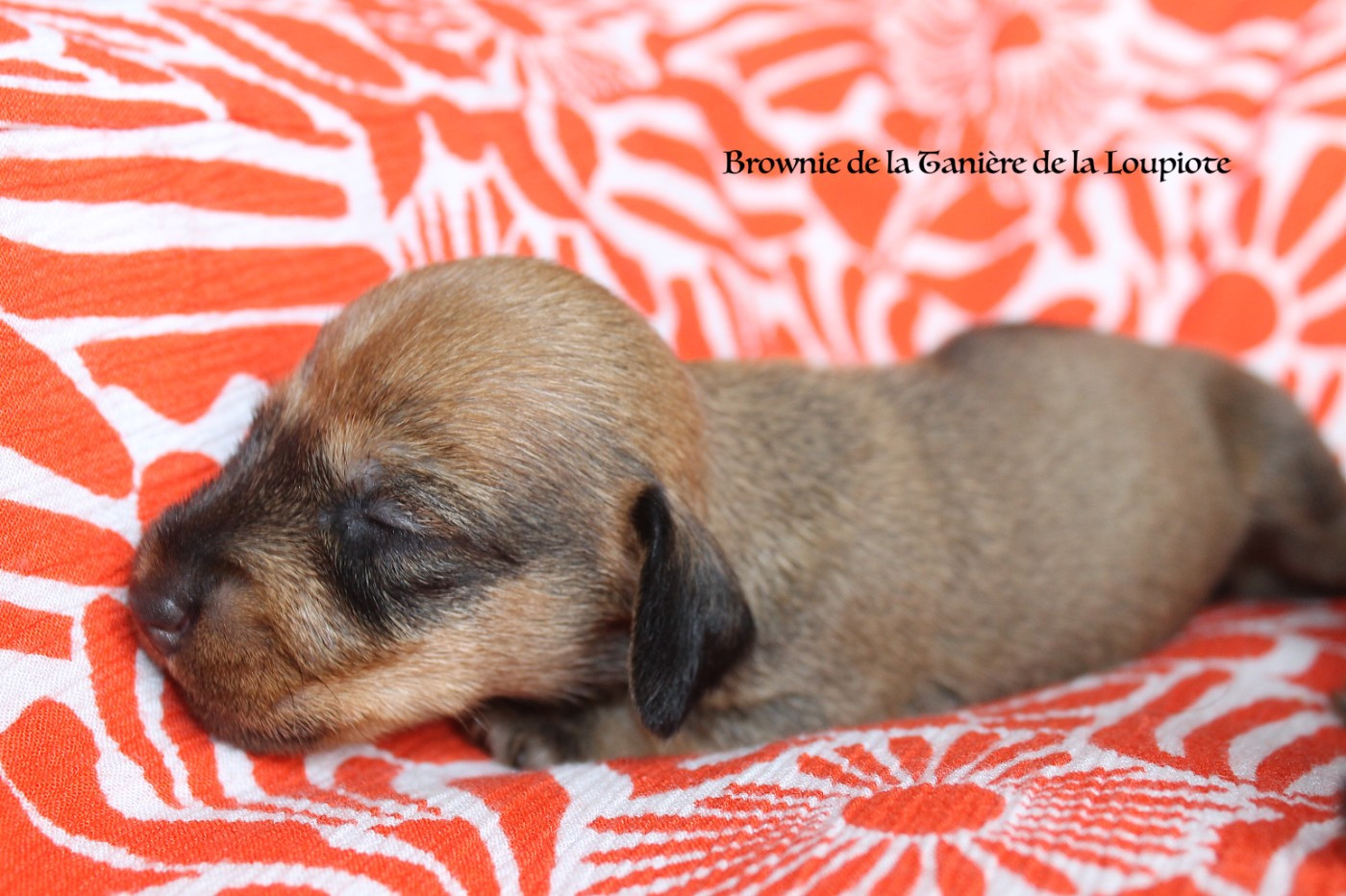 De La Tanière De La Loupiote - Chiots disponibles - Teckel poil dur