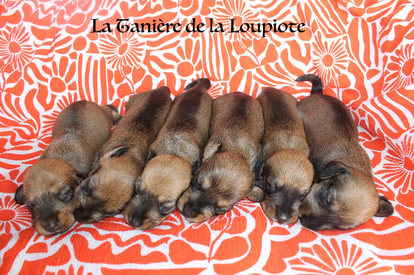 Chiot Teckel poil dur De La Tanière De La Loupiote