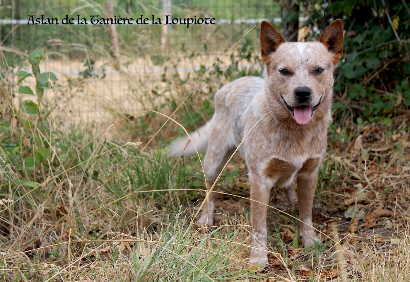 De La Tanière De La Loupiote - Chiots disponibles - Bouvier australien
