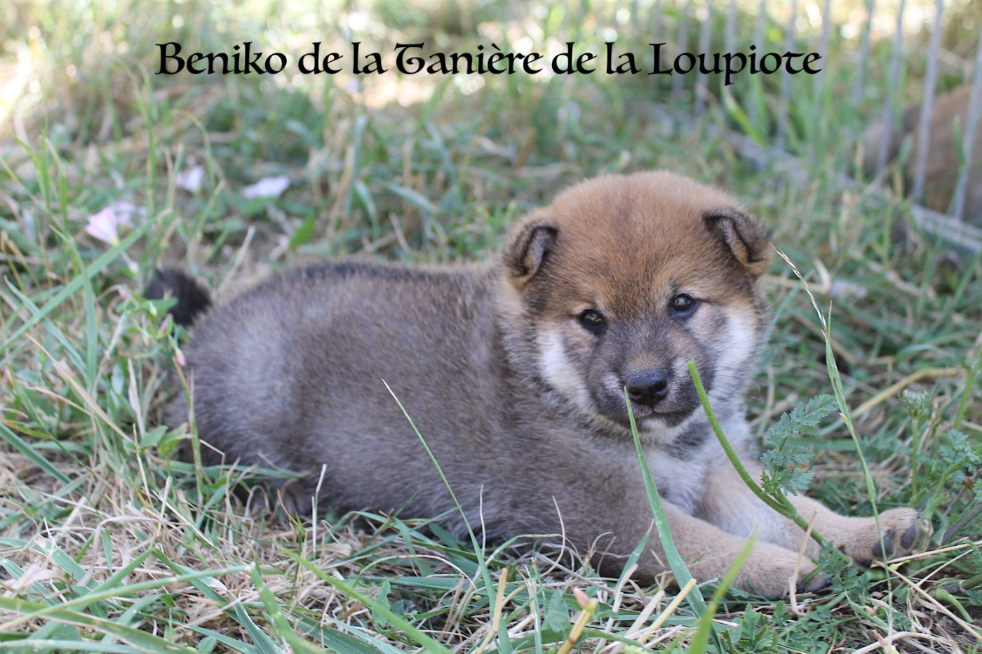 De La Tanière De La Loupiote - Chiots disponibles - Shiba