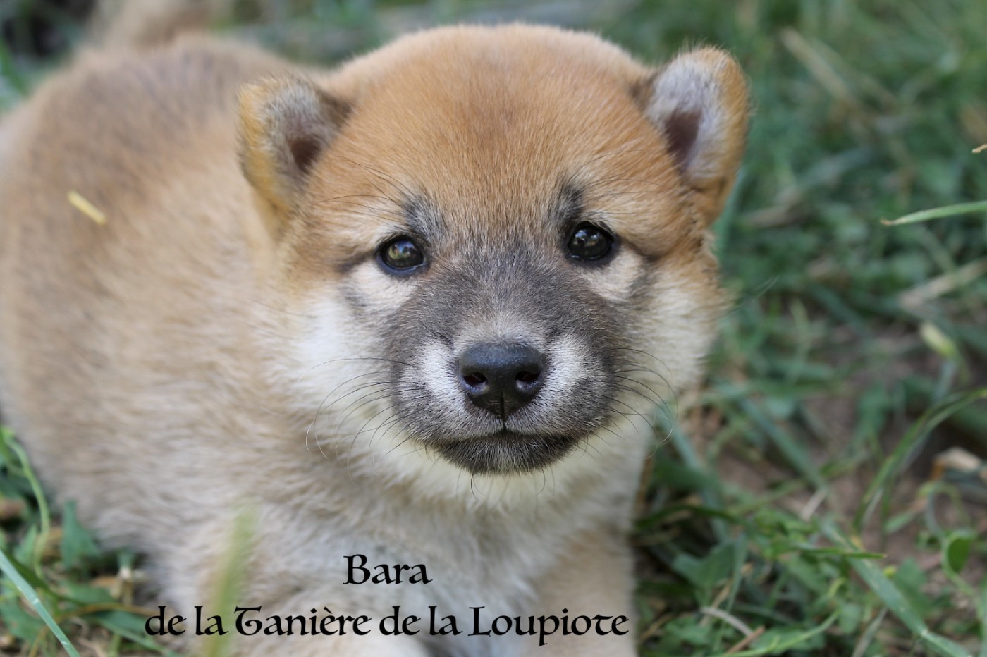 De La Tanière De La Loupiote - Chiots disponibles - Shiba