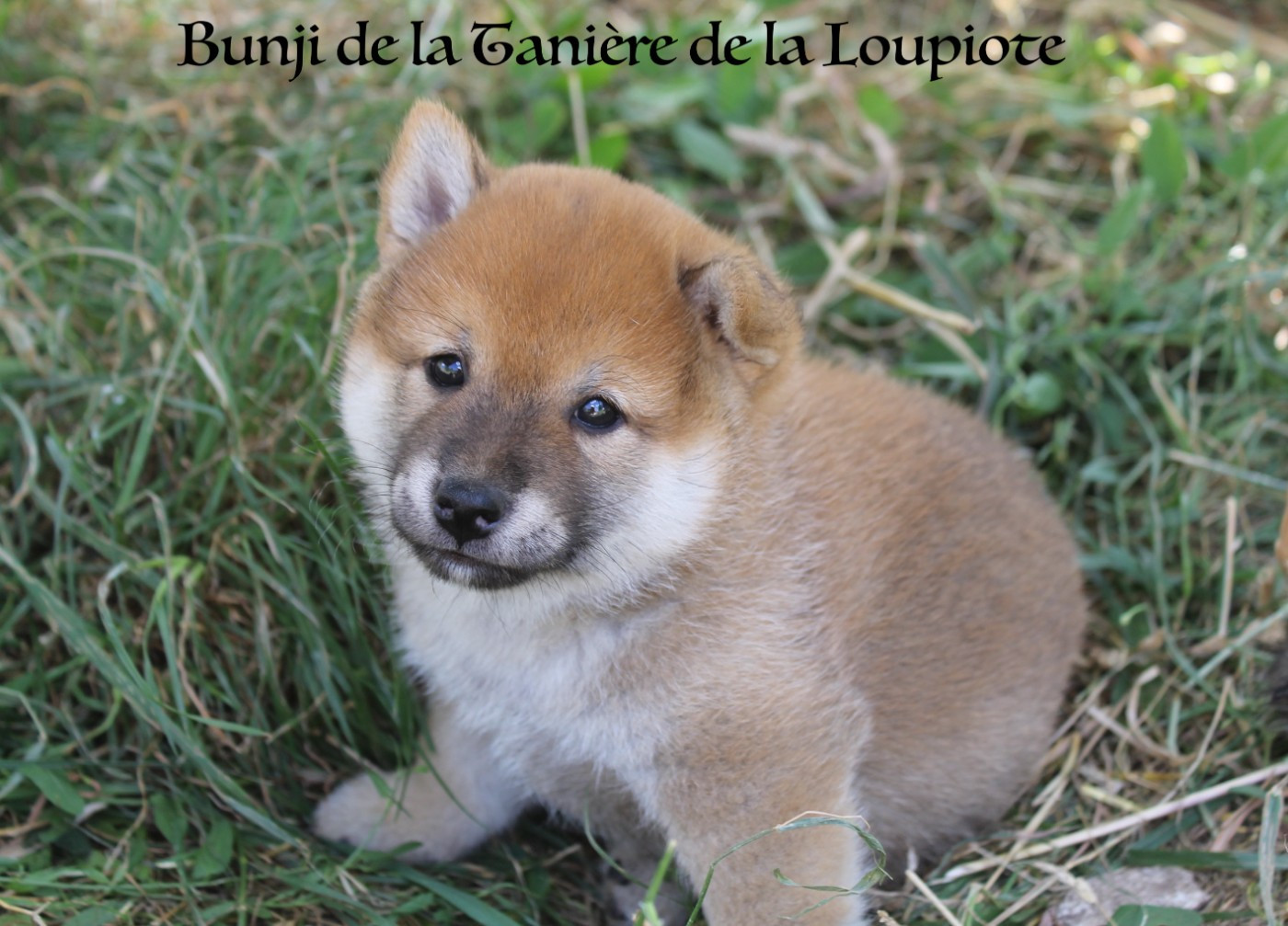 De La Tanière De La Loupiote - Chiots disponibles - Shiba