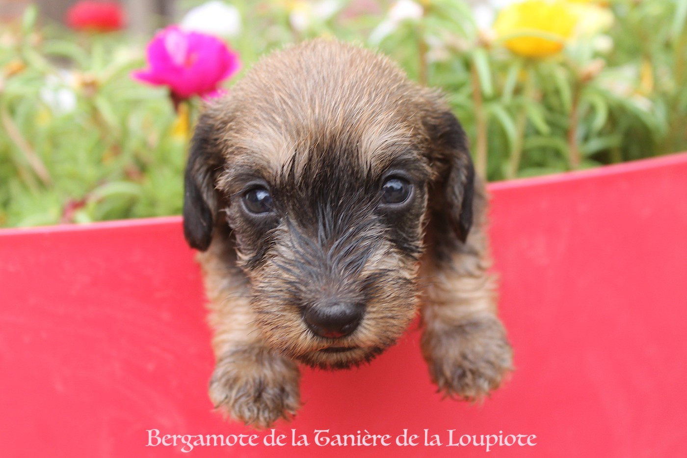 De La Tanière De La Loupiote - Chiots disponibles - Teckel poil dur
