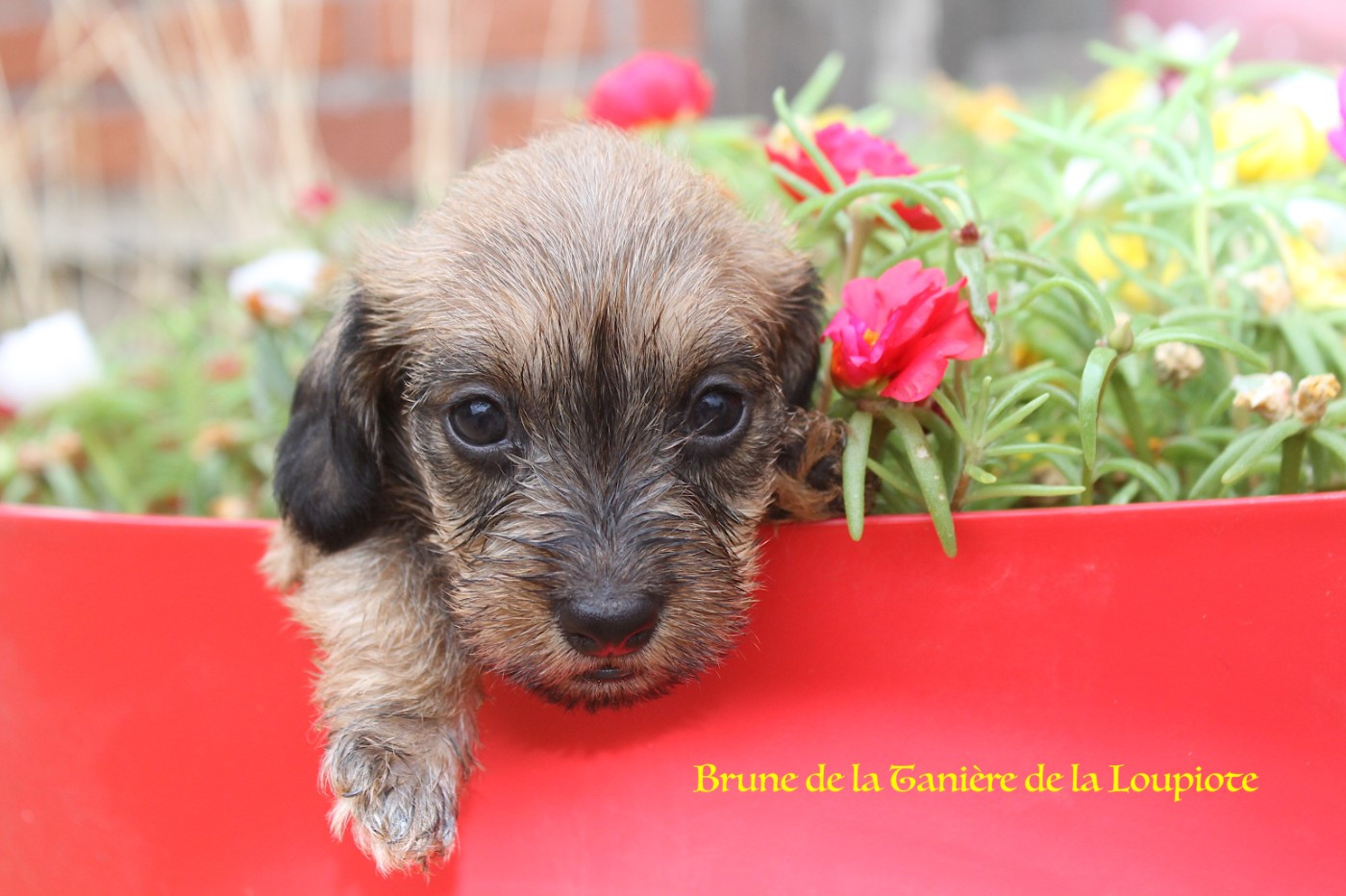 De La Tanière De La Loupiote - Chiots disponibles - Teckel poil dur