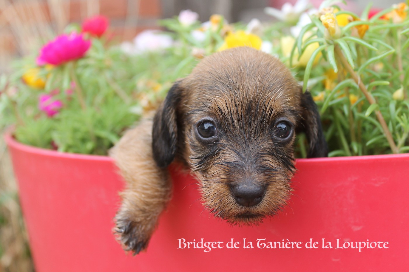 De La Tanière De La Loupiote - Chiots disponibles - Teckel poil dur