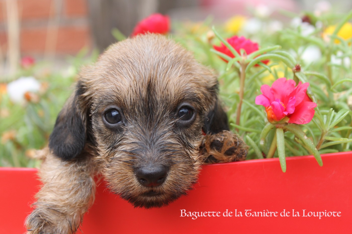 De La Tanière De La Loupiote - Chiots disponibles - Teckel poil dur